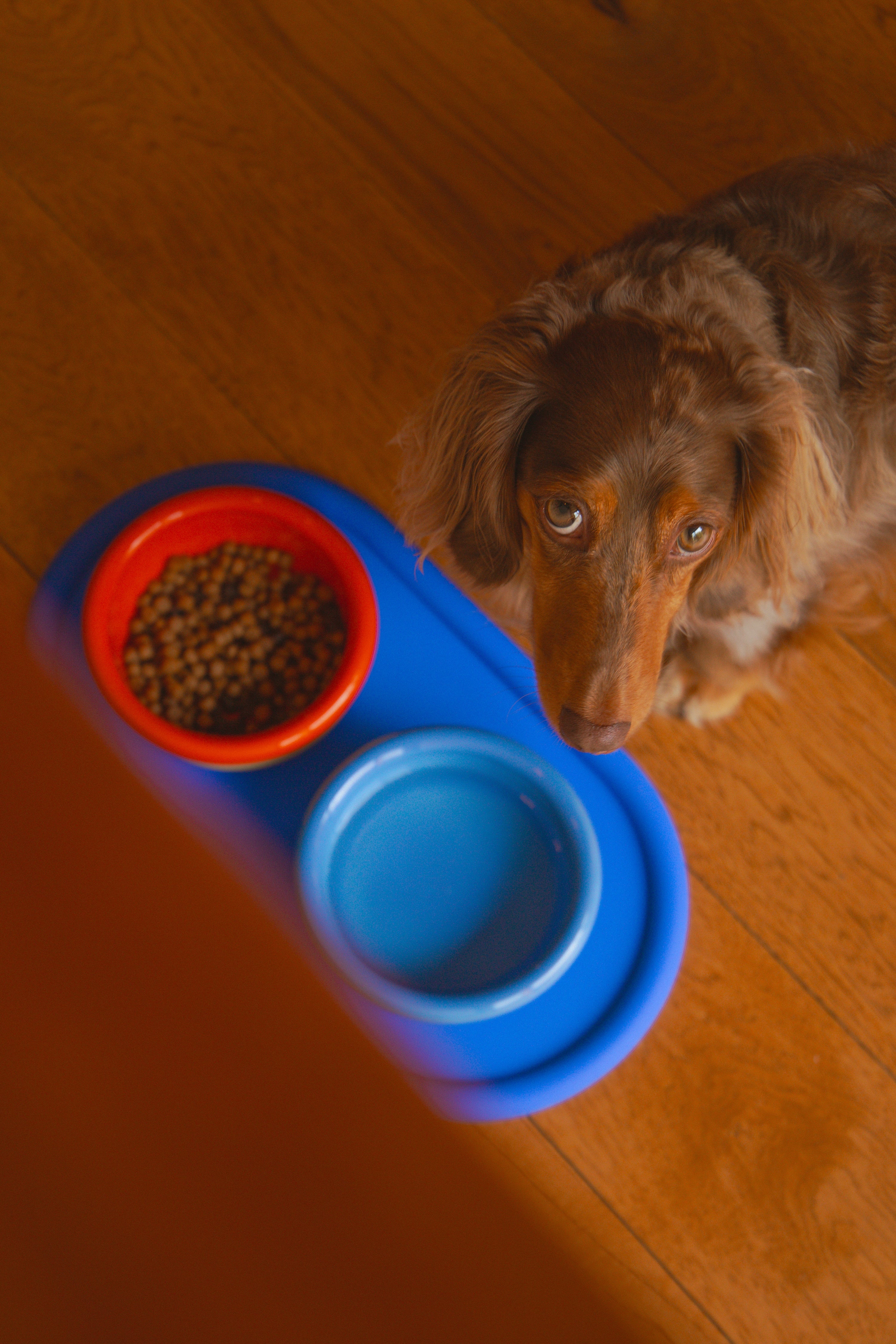 Areaware - Every Pet Eats Set · TINGKO SELECT